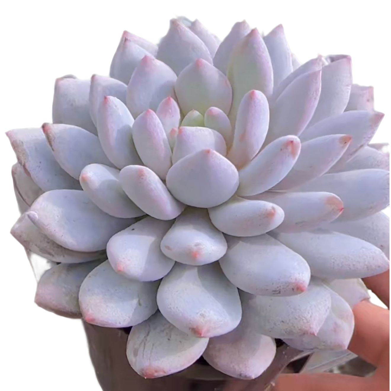 半夏 脱土(多肉植物)满19.9包邮 云南基地源头直发新手好养