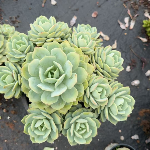 恋曲 精品多肉植物 新手好栽 好养 云南昆明发货