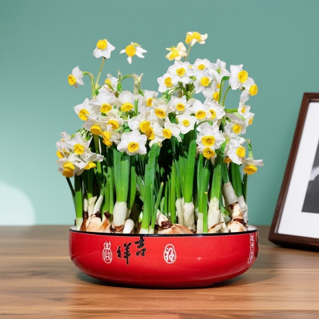 水仙花 正宗漳州水仙  带大号红福陶瓷盆带底座