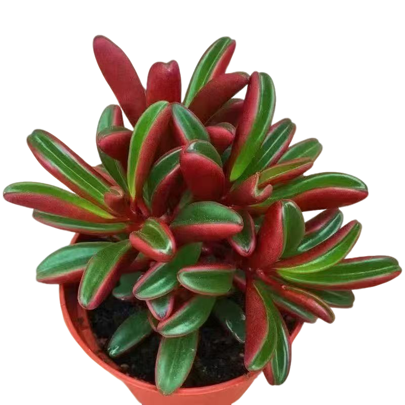 红贝椒草稀有名贵多肉植物阳台露台办公室绿植植新手好养好活    