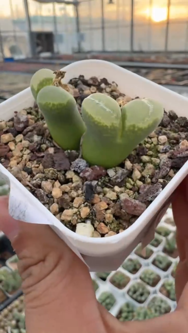 26-196多肉植物肉锥