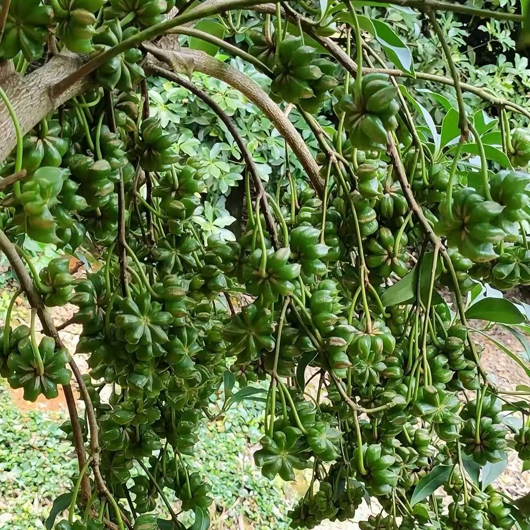 广西大山农村土货