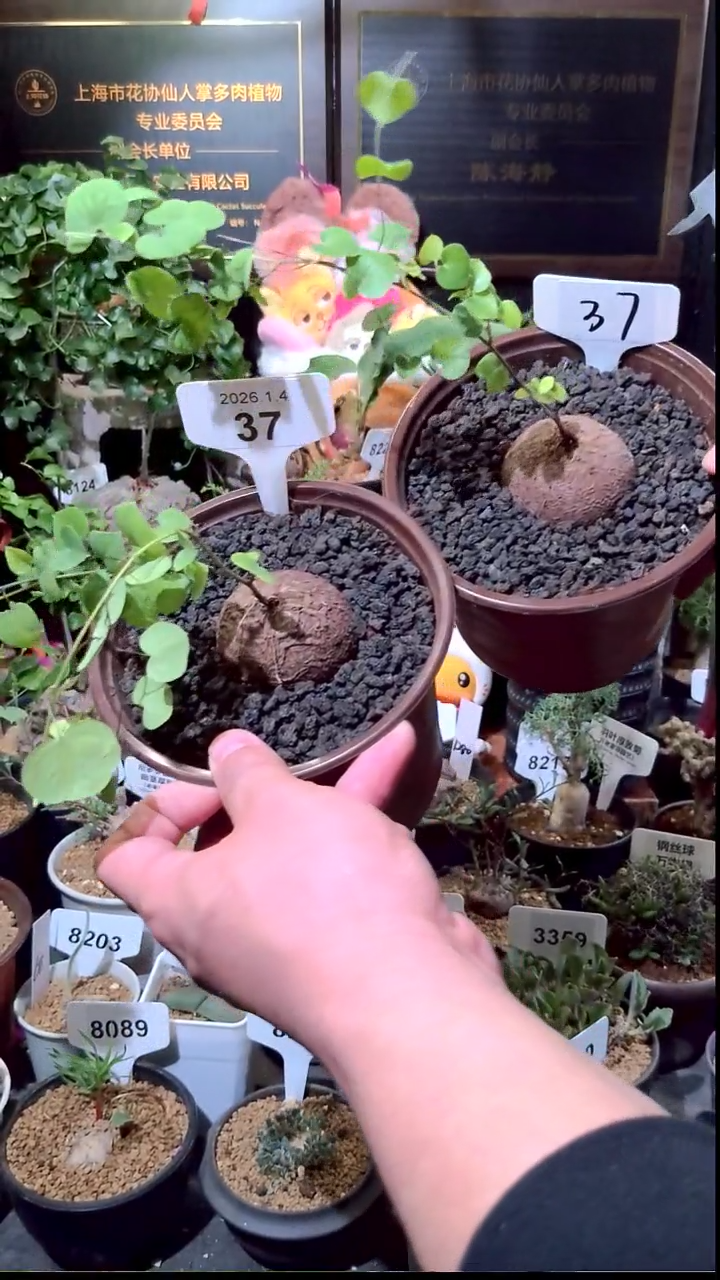 37号0104福利南非龟甲龙买一送一