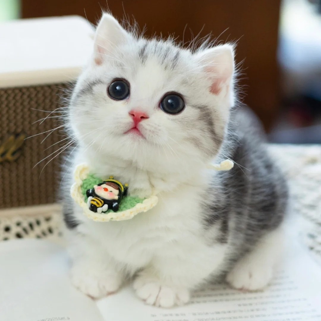 美短起司猫【无猫粮捆绑消费】