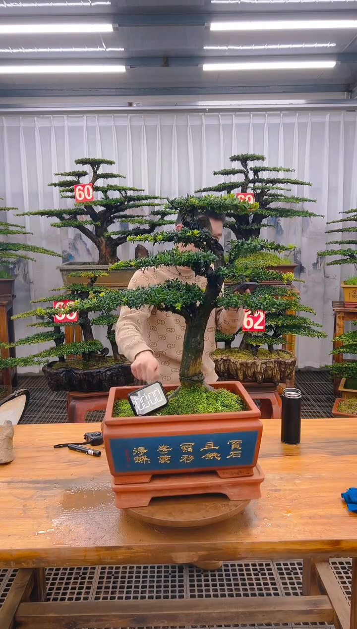 【闪购商品】紫砂精品盆景直播间一物一拍