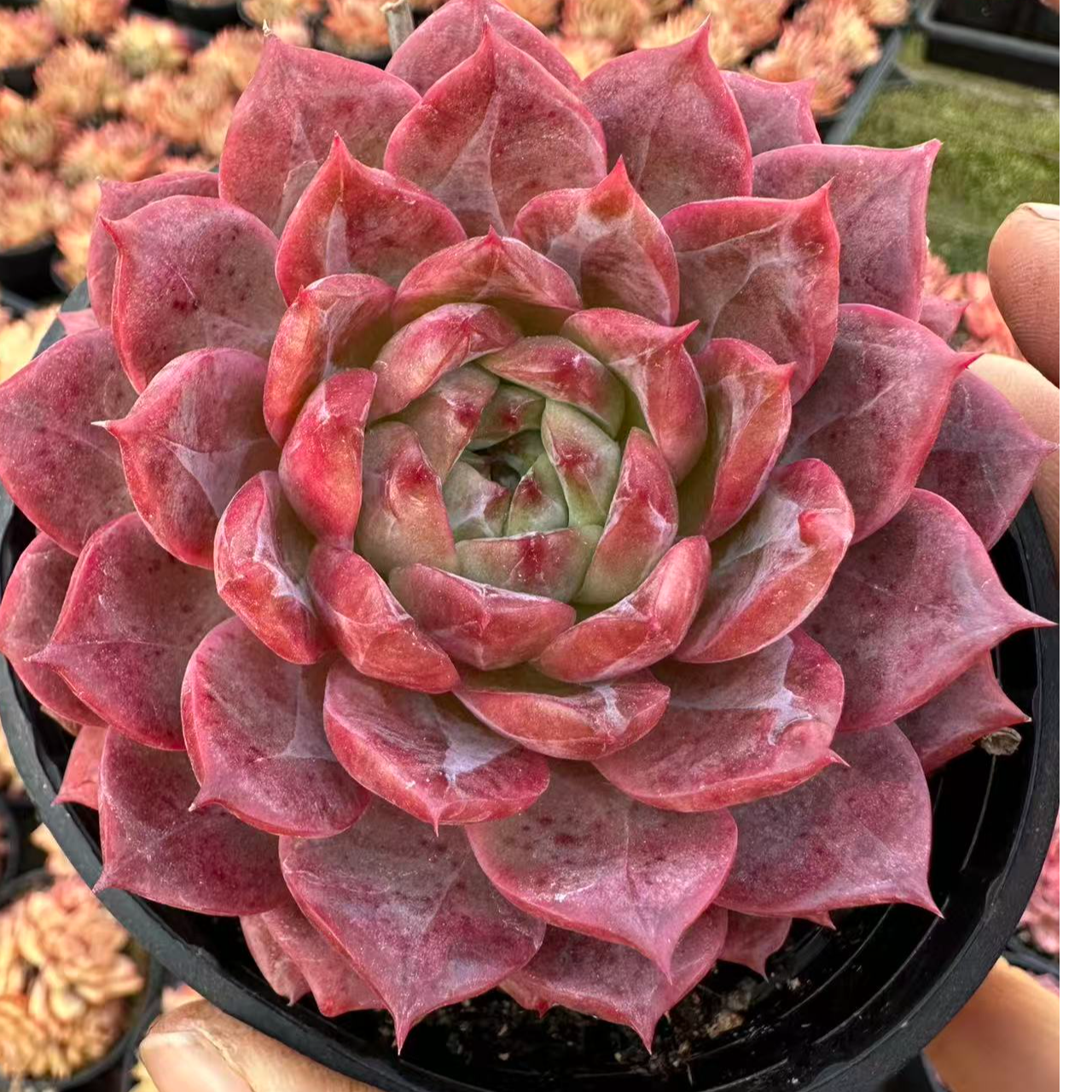 8#车厘子酱多肉植物 前男友精品多肉 SM1148