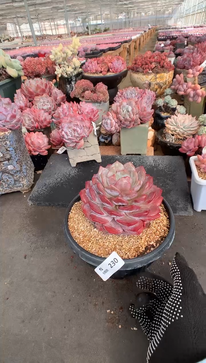 230蒙克一物一拍888