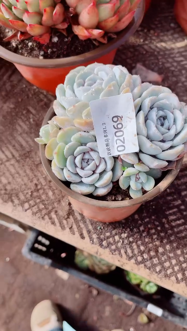 浅*跃跃精品多肉02069