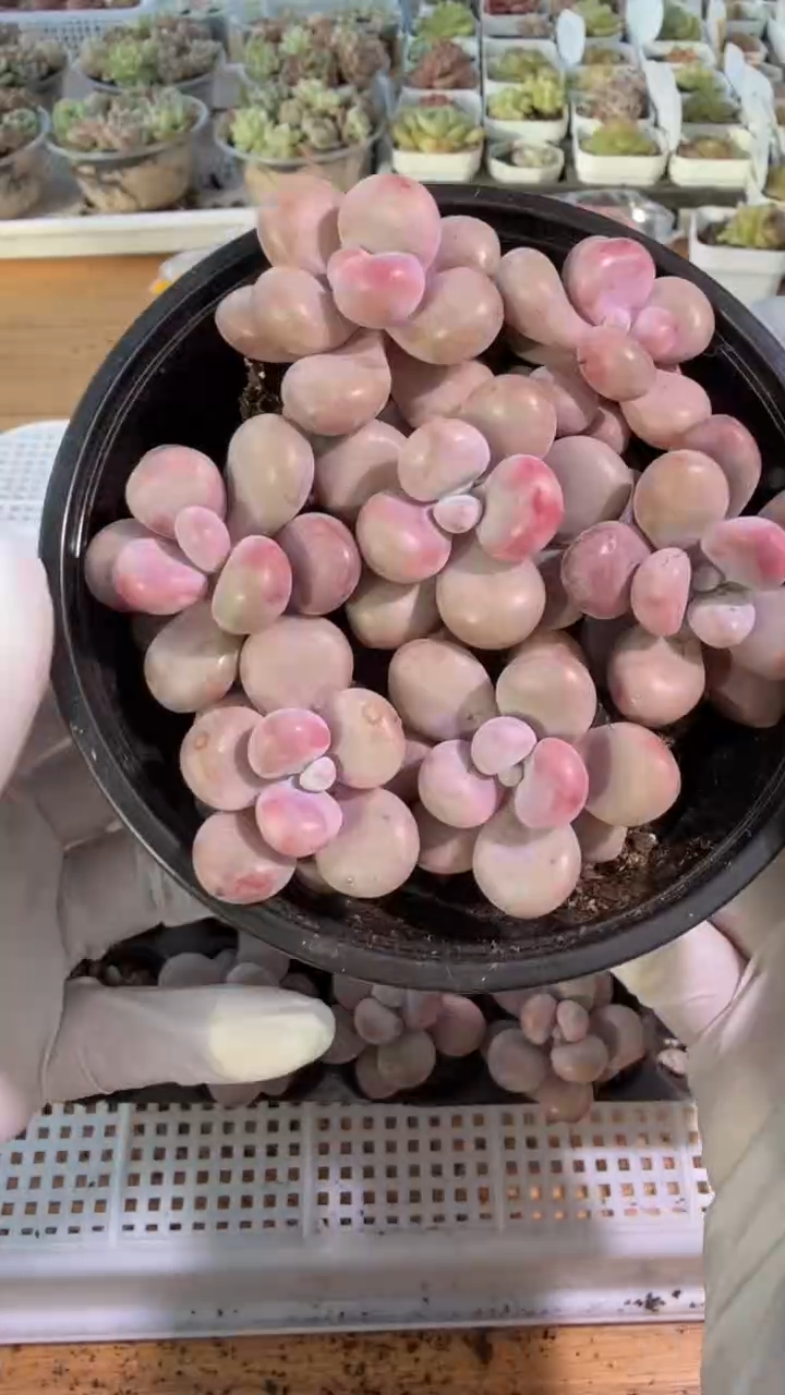 桃蛋单头 7颗量拍混发 满9.9包邮