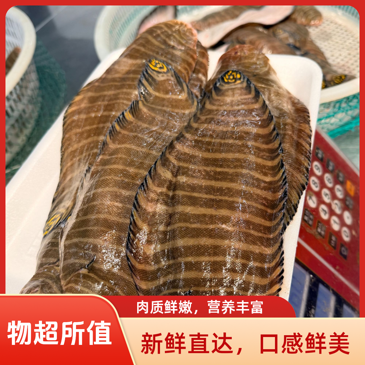深海野生花手绢鱼带纹条鳎速冻发货新鲜美味
