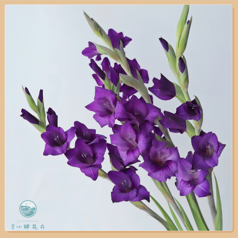 【兰小胖】精选A级-植物群剑兰10枝装（深紫色） 超长花期 顺丰发货 