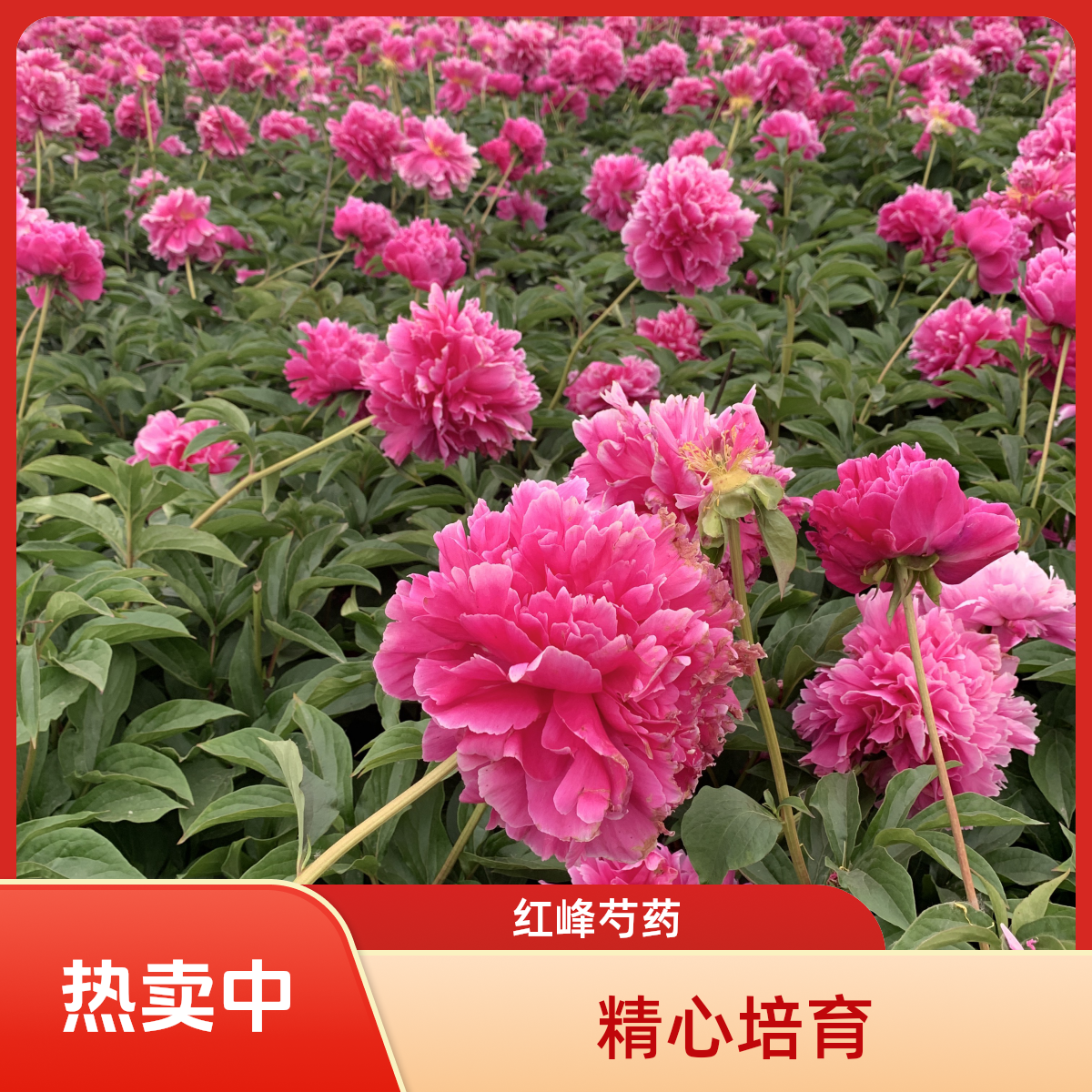 【红峰】大花芍药花卉盆栽绿植鲜花菏泽发货藤本阿水大杯茶花卉