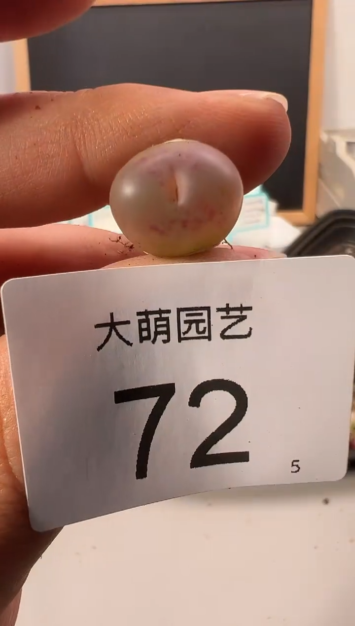 【闪购商品】++++72