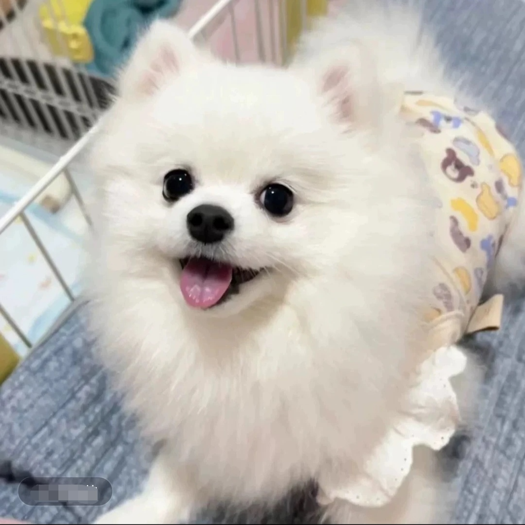 博美幼犬纯种小型犬，以直播间实物为准