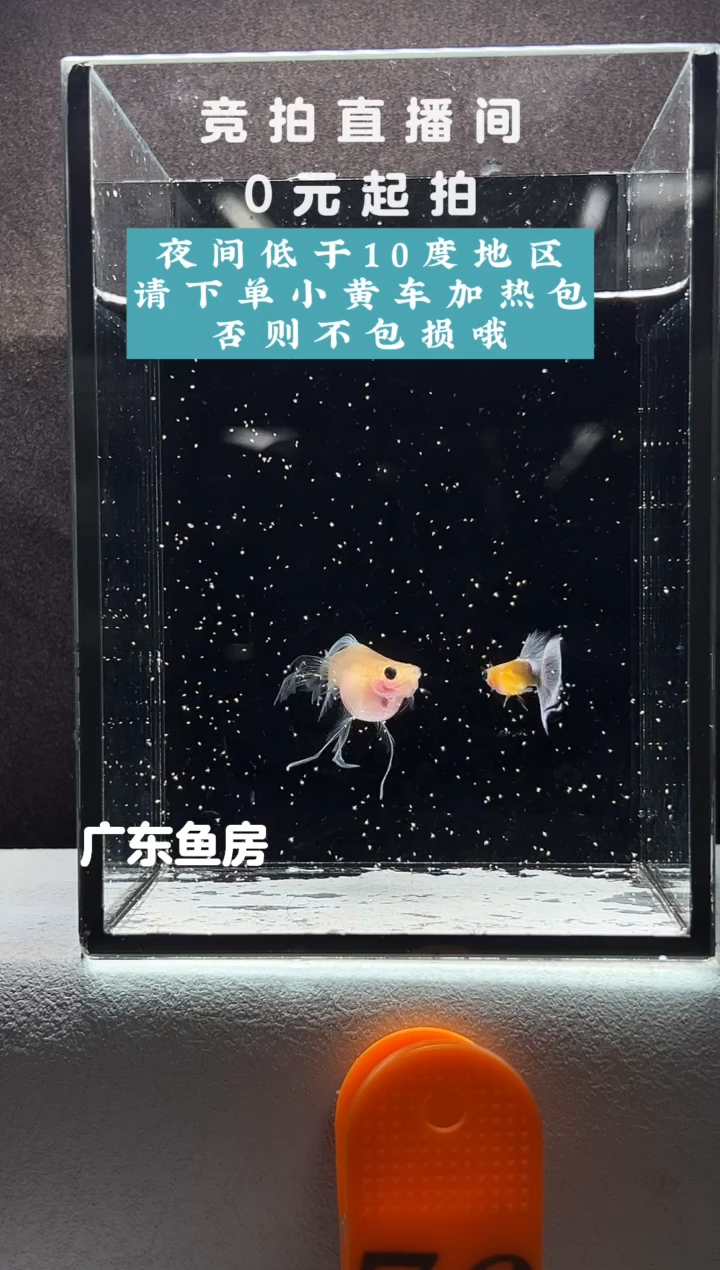 孔雀鱼黄肉蓝礼服玻璃C一对编号76