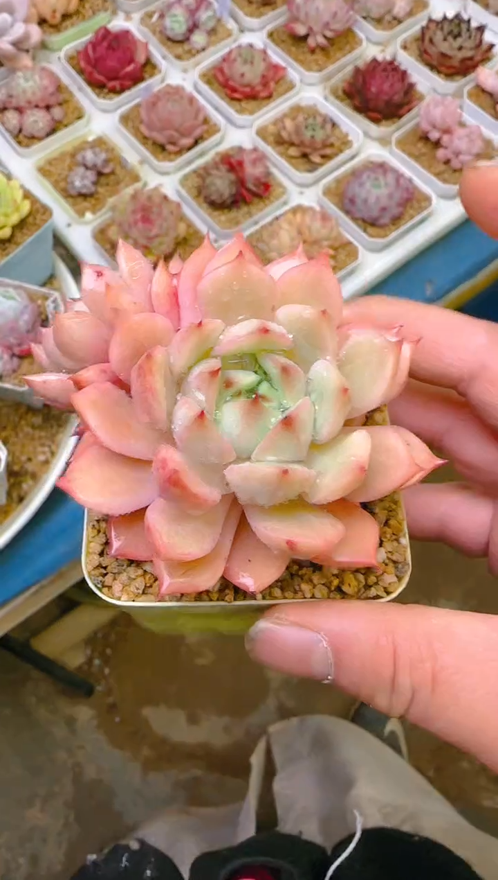 【闪购商品】凭—988—仙农(粉TP)