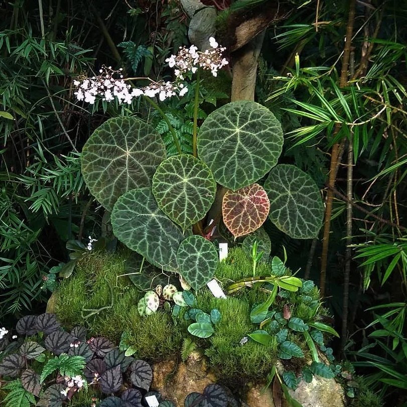 大颗老桩火焰秋海棠精致常绿易养护绿植盆