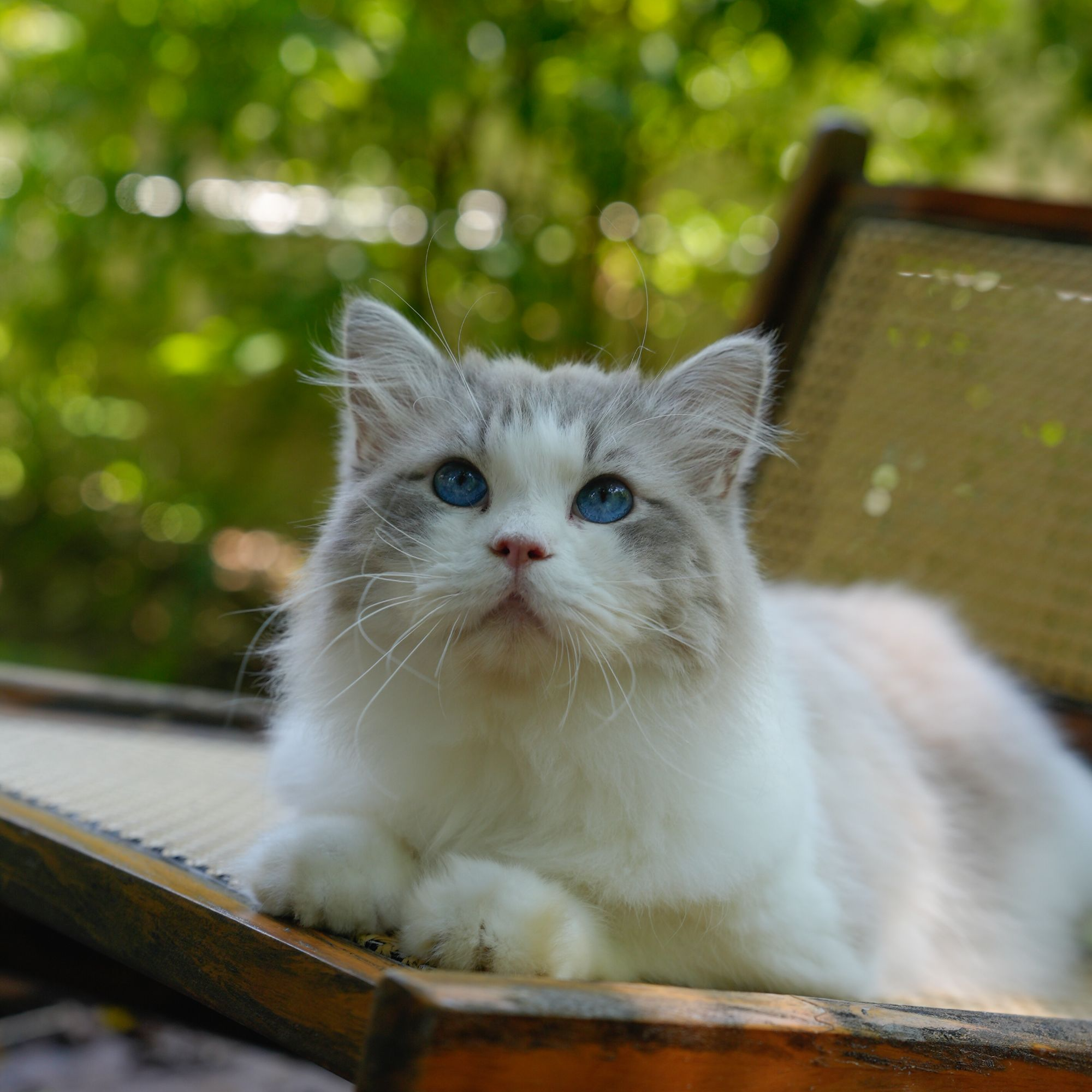 【云梦猫舍】布偶海山弟弟
