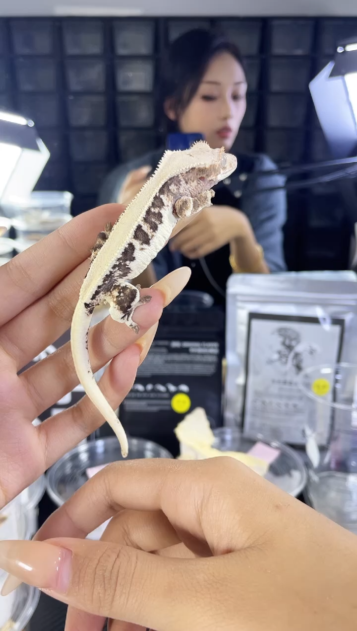 睫角守宫满背超白莉莉白睫角守宫