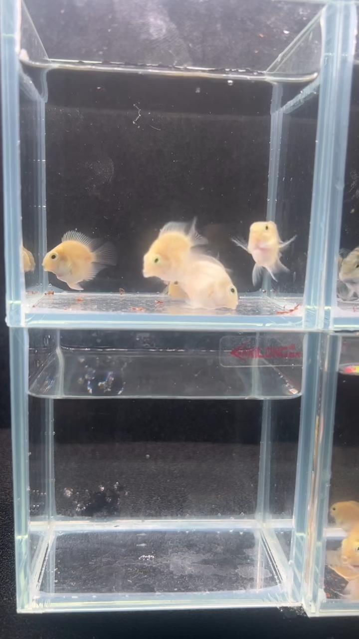 鹦鹉鱼自家繁殖迷你鹦鹉鱼