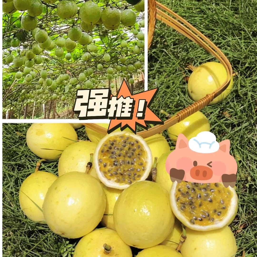 HJ2福建武平百香果百香果香甜多汁产地直发2斤顺丰包邮