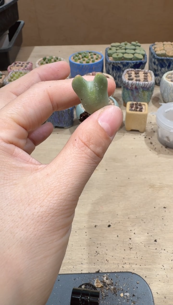 晨**浅13-149多肉植物肉锥
