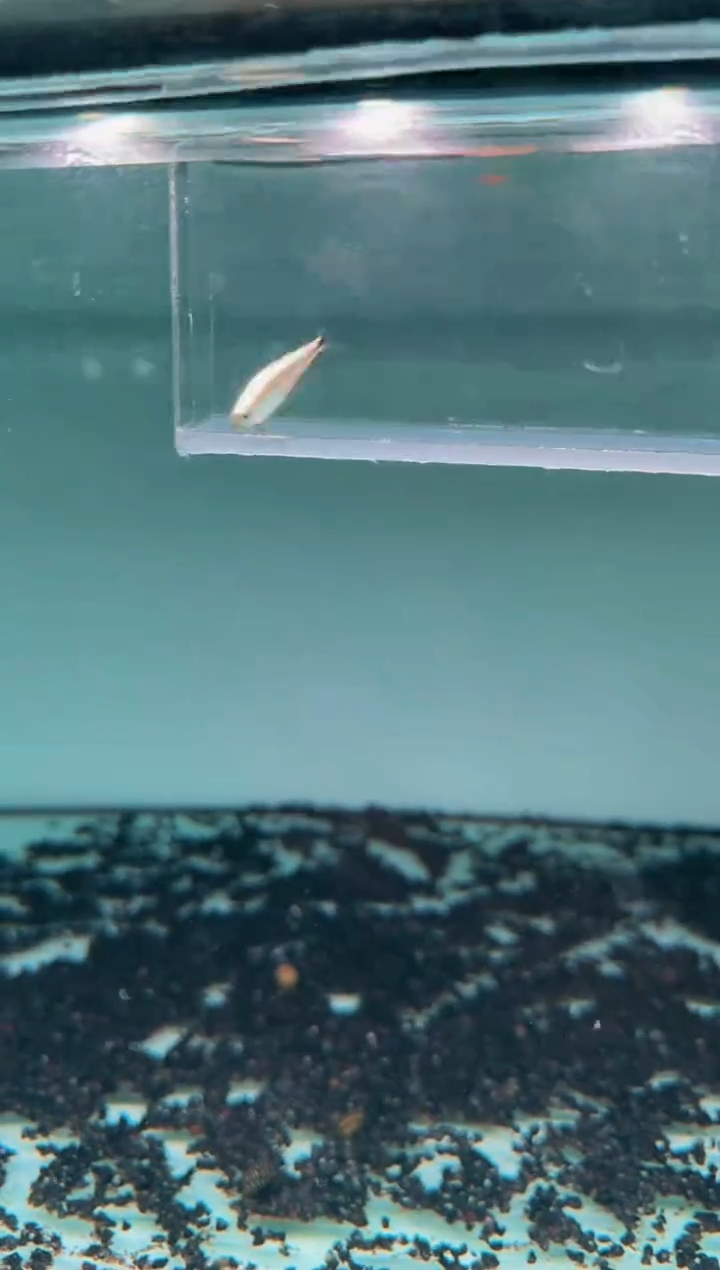 灯科鱼白金赤霞*1