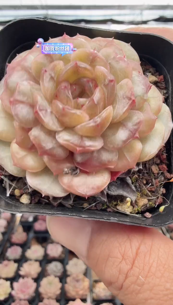 东云多肉园新款-23