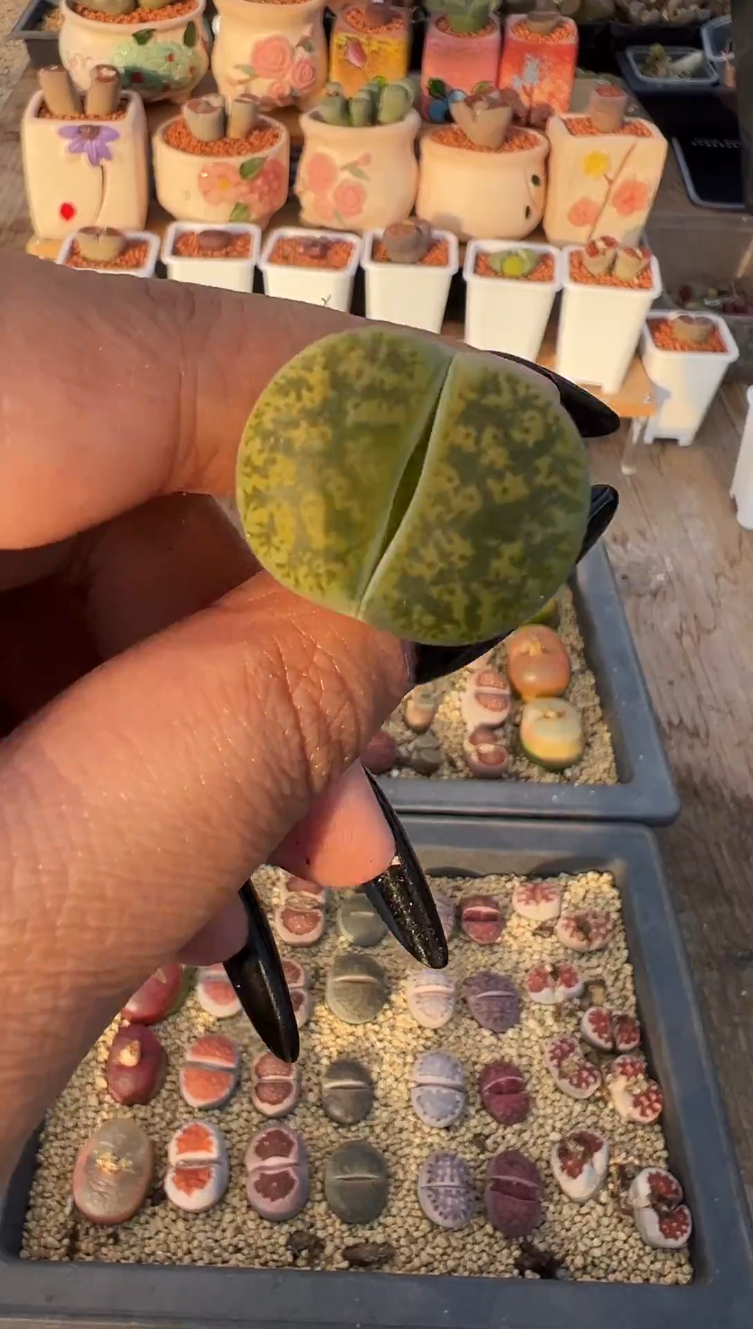 完全开放巨型荧光绿一步之遥