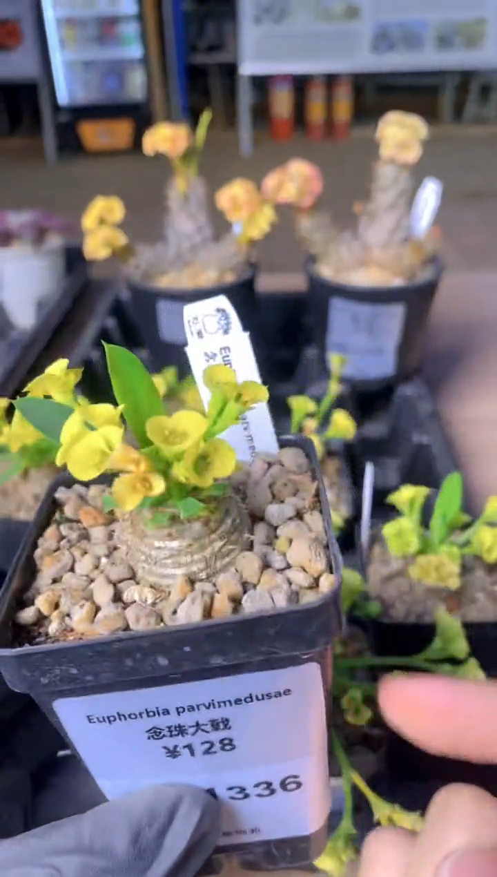 【闪购商品】念珠大戟FB-1336