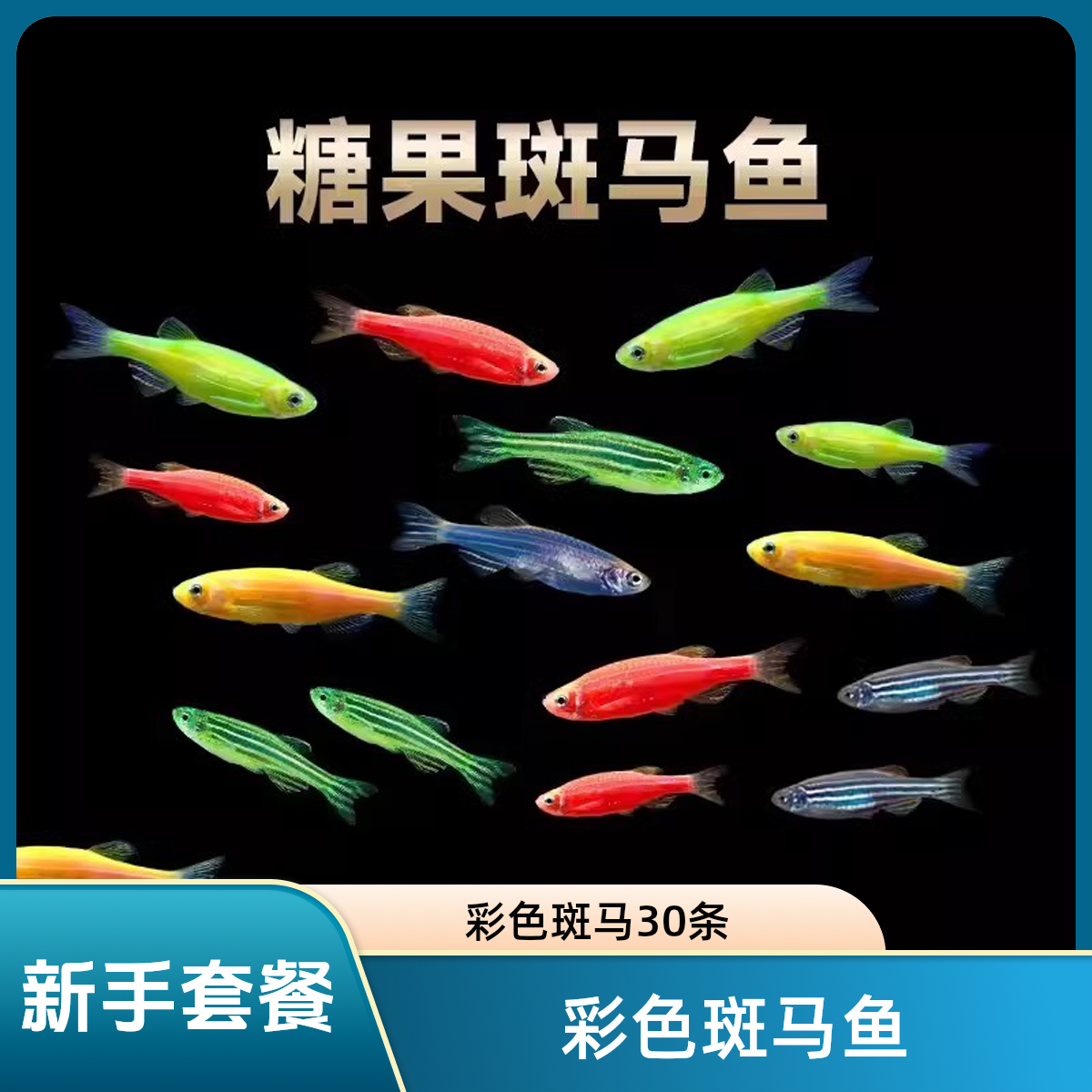 灯科鱼斑马鱼活体冷淡水新练手好养红绿宝莲灯小型热带观赏金鱼苗