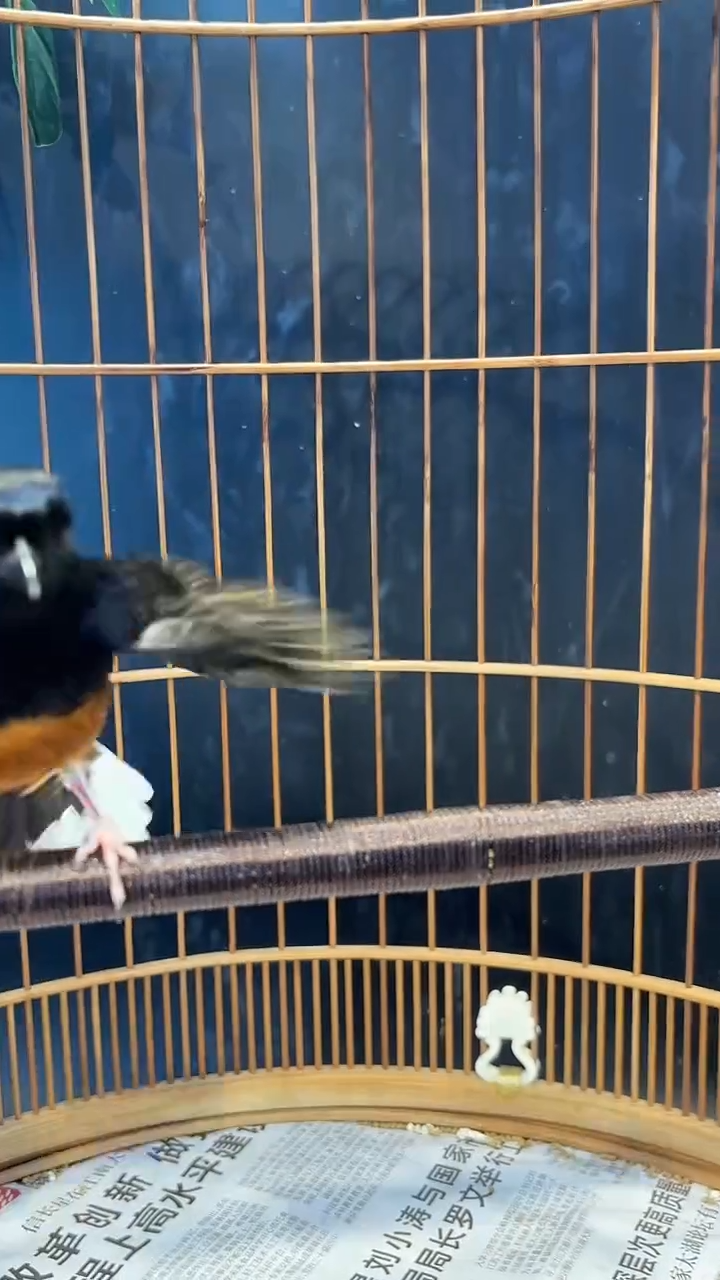 长尾四喜精品养笼