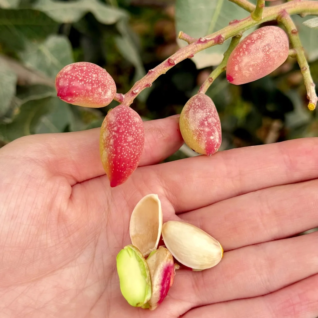 开心果鲜果·新疆喀什开心果鲜果【顺丰包邮】