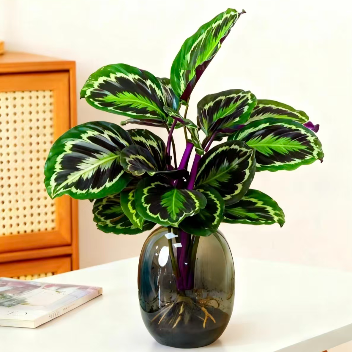 彩虹竹芋盆栽室内好养耐阴净化空气四季常青观叶植物