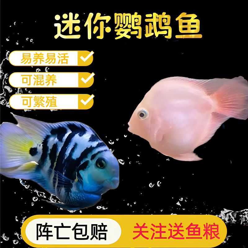 迷你鹦鹉鱼观赏鱼耐活小型淡水热带鱼可繁殖超圆体桃心体缩尾