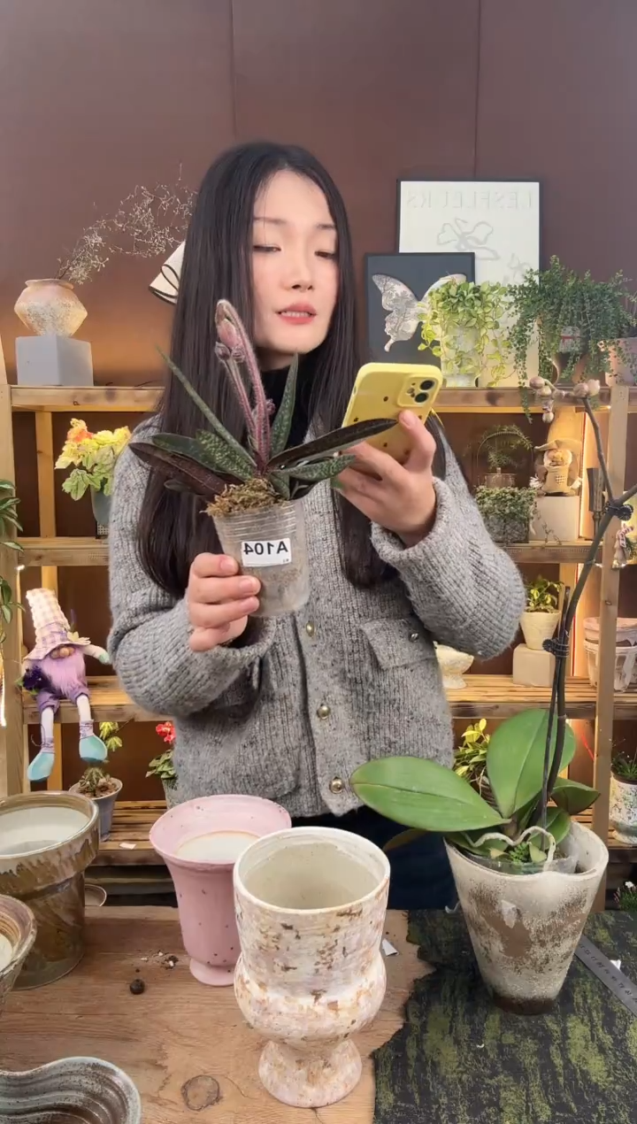 以实际为准104玉女兜兰育苗盆