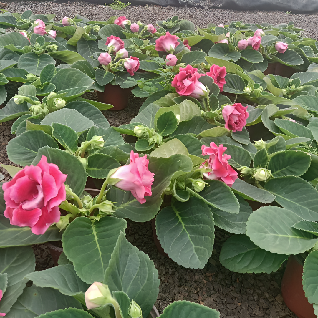 【重瓣大岩桐芙蓉花】四季开花带花苞！阳台客厅办公室花卉盆栽好养