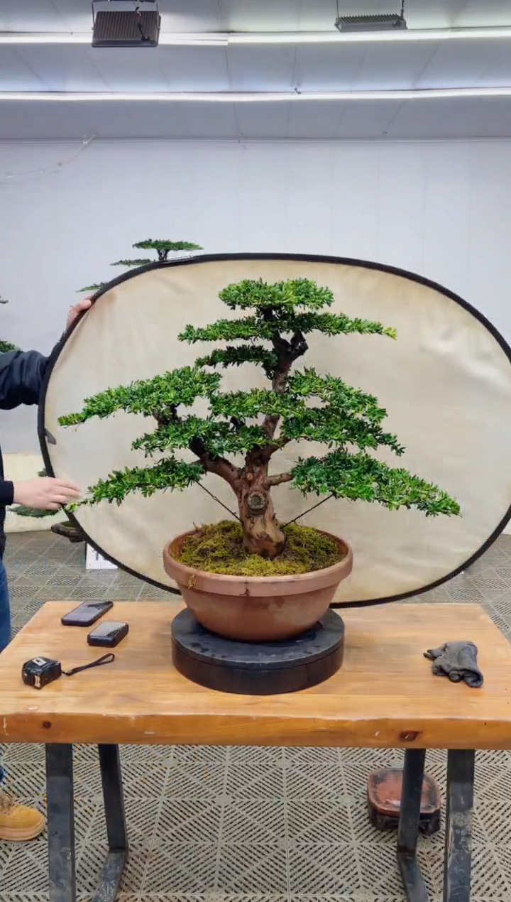 无花朵造型盆景一物一拍
