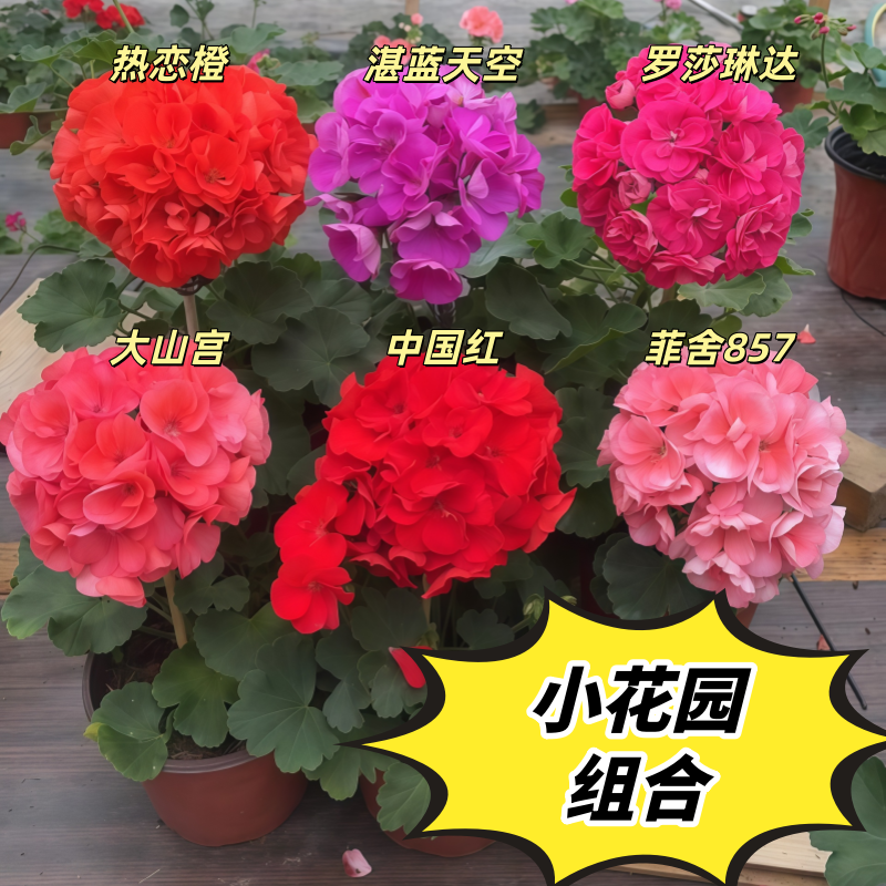 【小花园六色】直立 带花苞 天竺葵原盆原土发货大花球勤花包对版