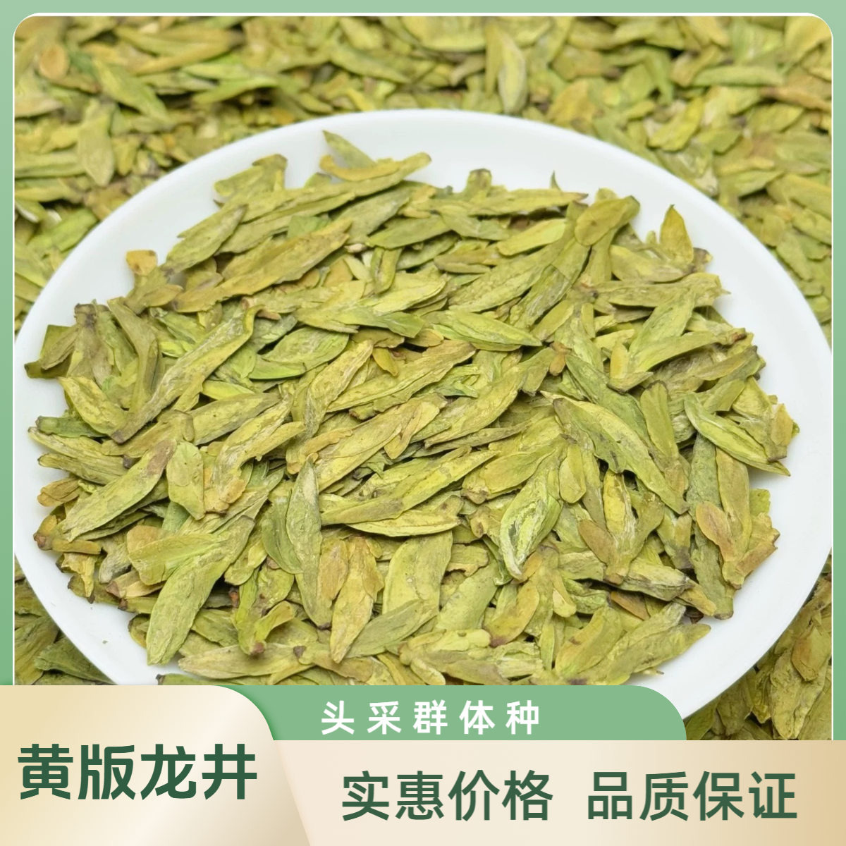 【头春头采】2025高山明前龙井茶新茶黄版豆香手工精选好茶L580