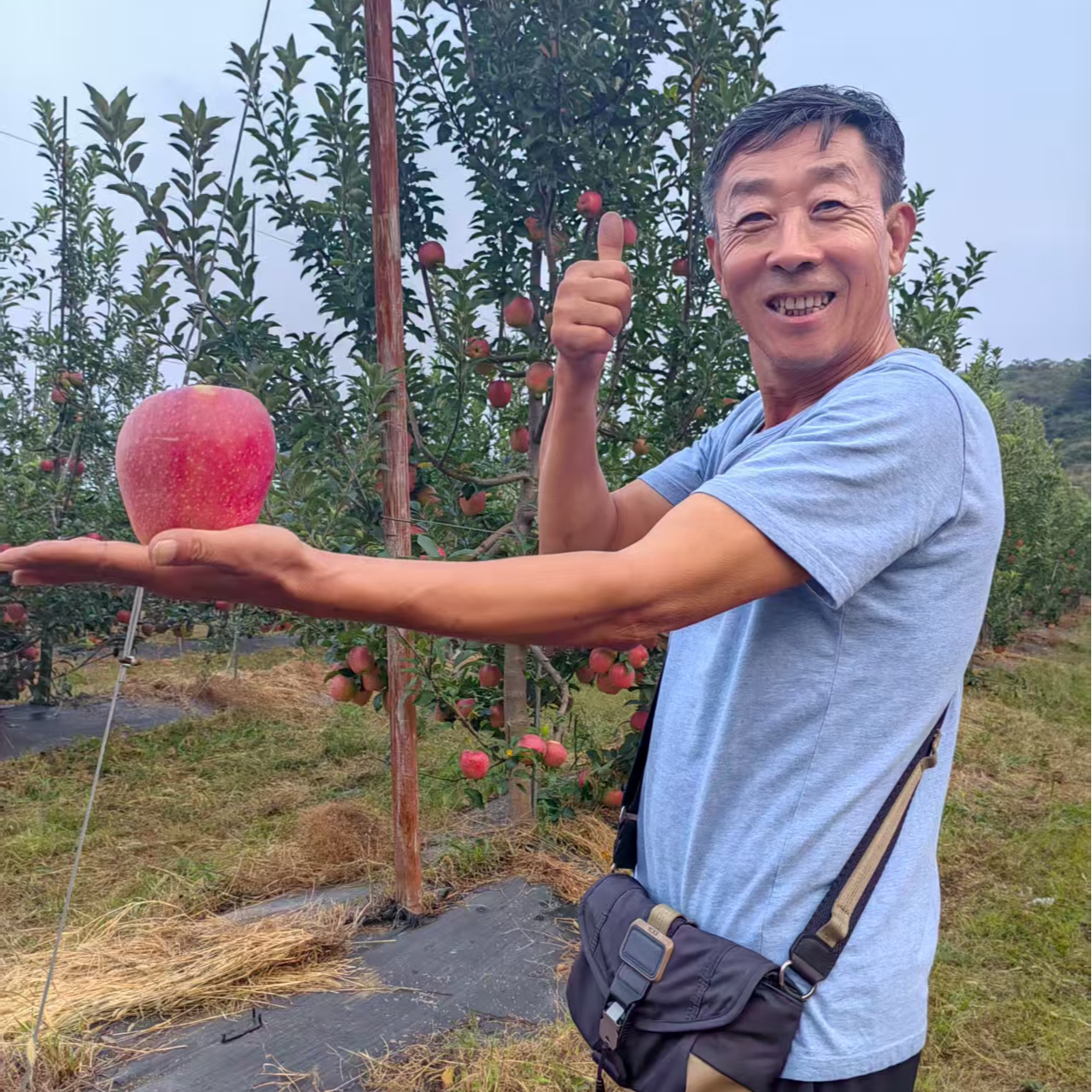 优鲜维度高山苹果新鲜采摘批发零售