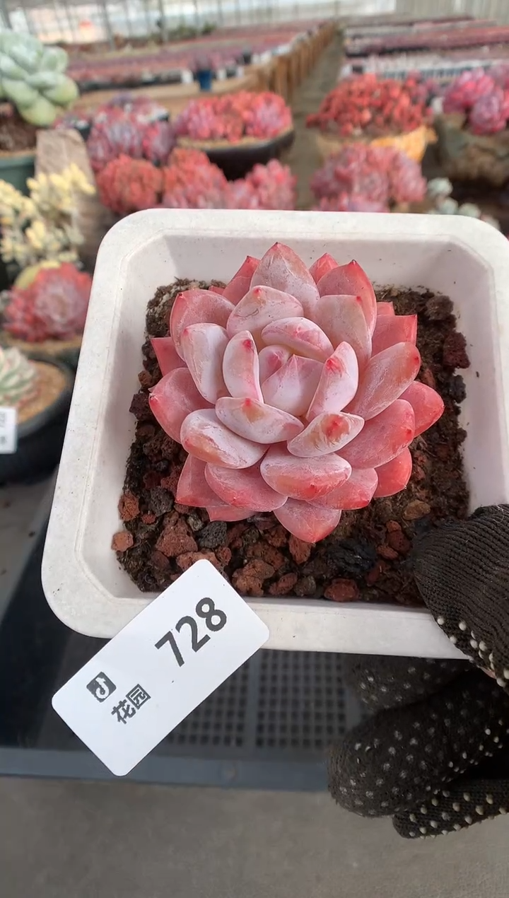 728雪天使一物一拍