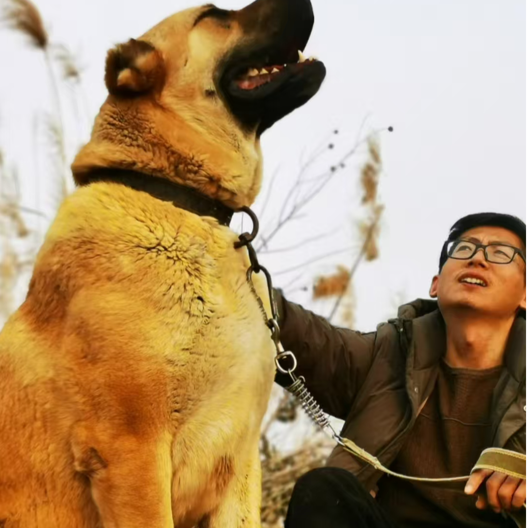 【开封海轩】中亚大型犬宠物活体狗狗