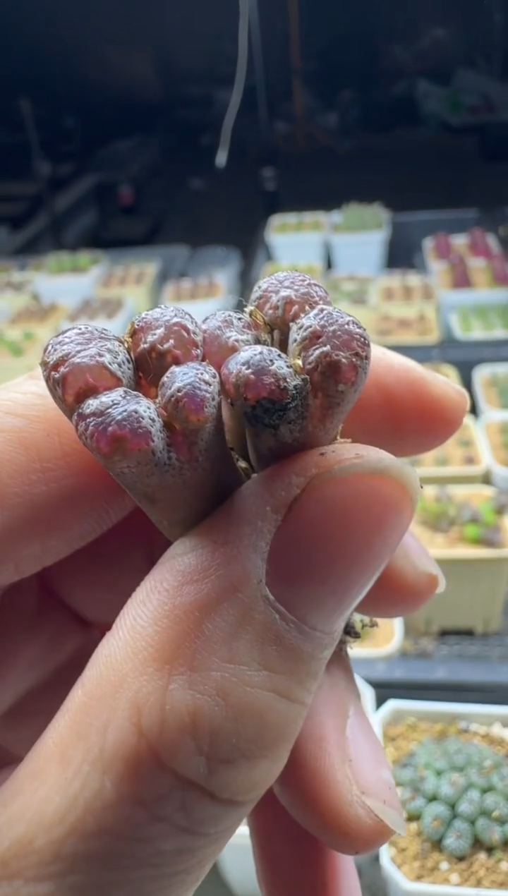 【闪购商品】17-228