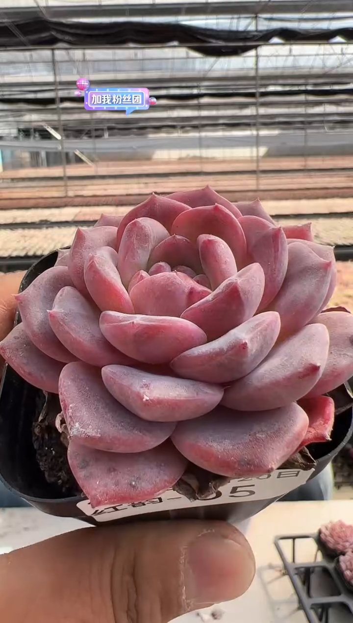 【闪购商品】红韵-05