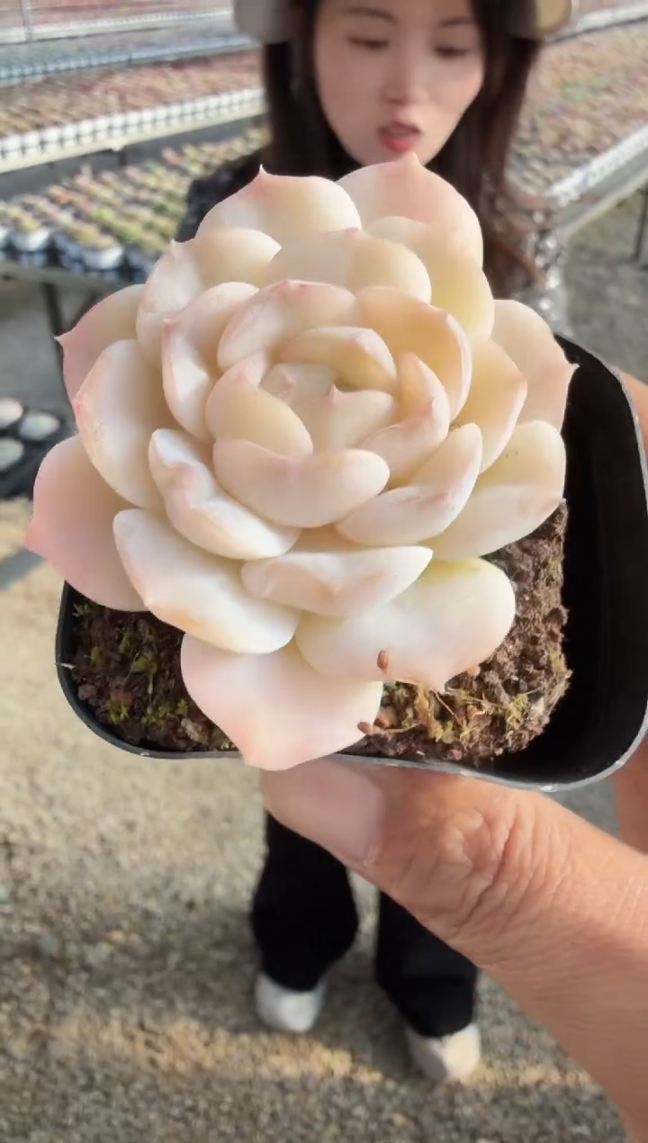 东云多肉园新款-200