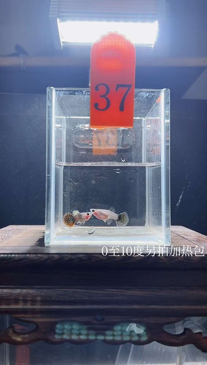 孔雀鱼红头玻璃猫普通体编号37