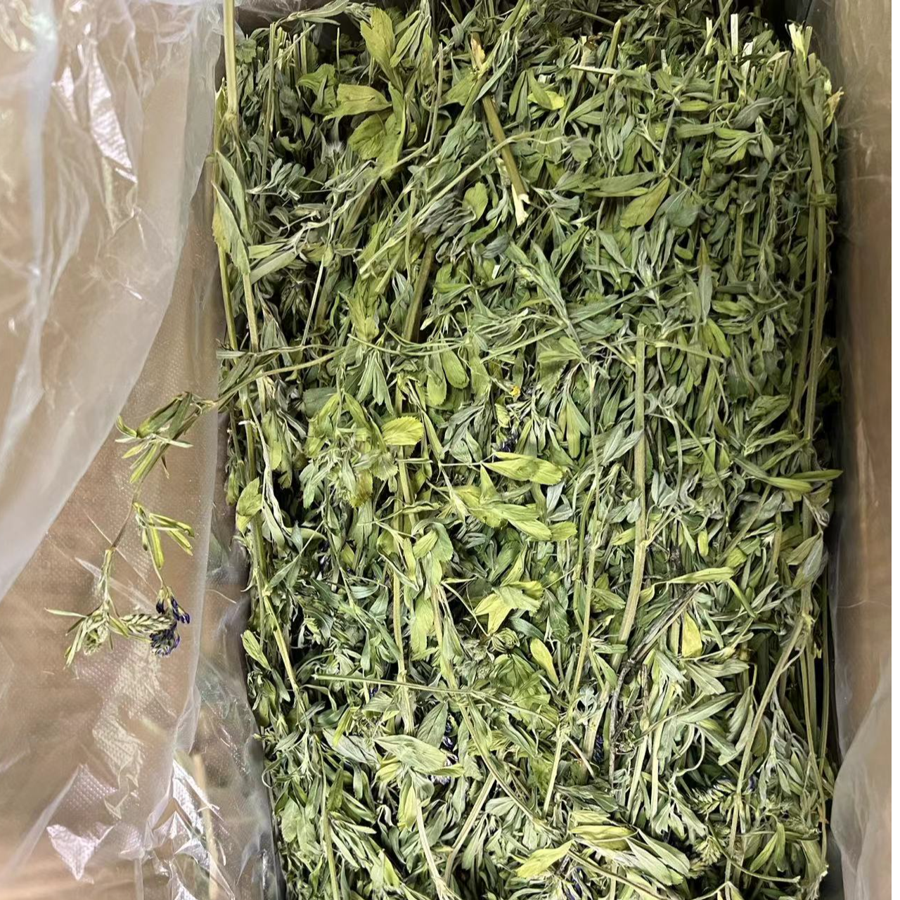 24苜蓿草紫花苜蓿草饲料幼兔兔子草龙猫草荷兰猪草牧草兔粮苜宿草