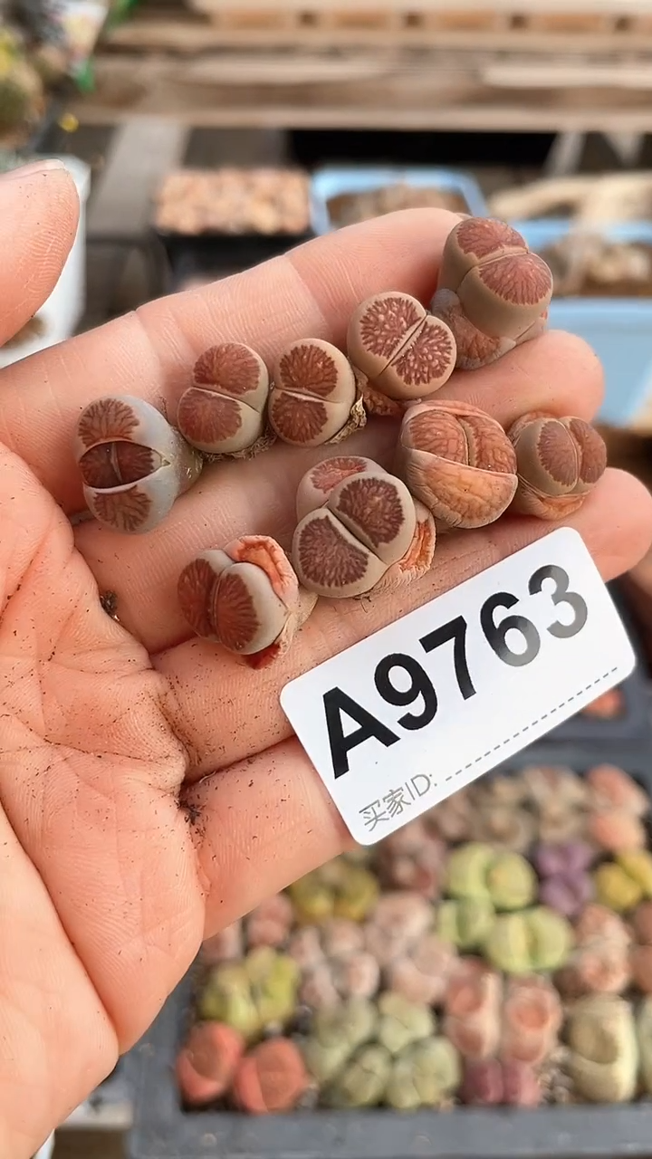 【闪购商品】9763直播一物一拍