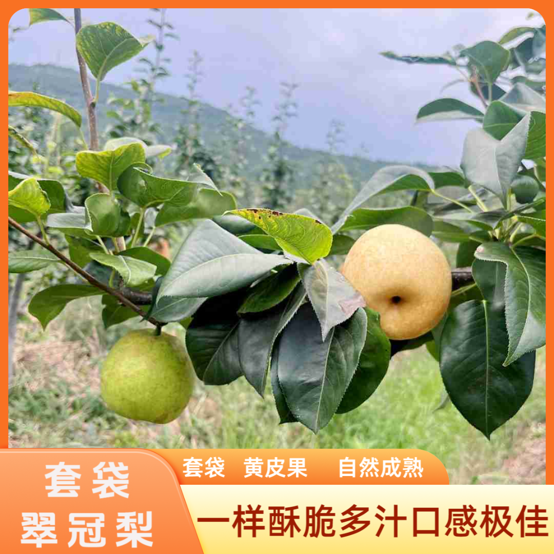 四川广元翠冠梨（套袋黄皮果）酥脆爽口现摘现发全国包邮到家